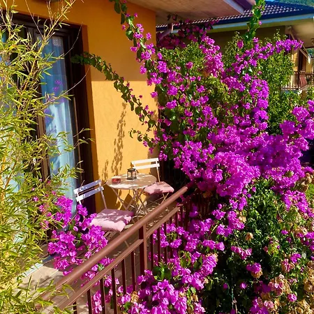 Welcome Traveller Divine Cecile