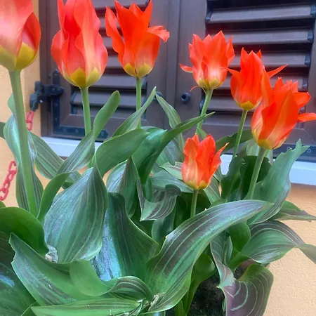 Casa de hóspedes Welcome Traveller Divine Cecile 4*