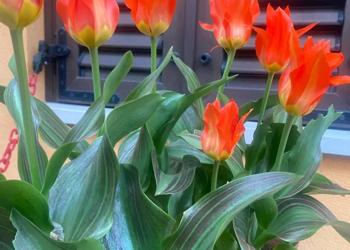 Casa de hóspedes Welcome Traveller Divine Cecile 4*